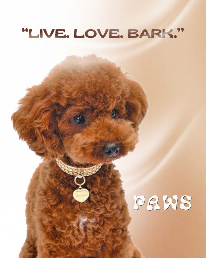 Paws.zip - 3
